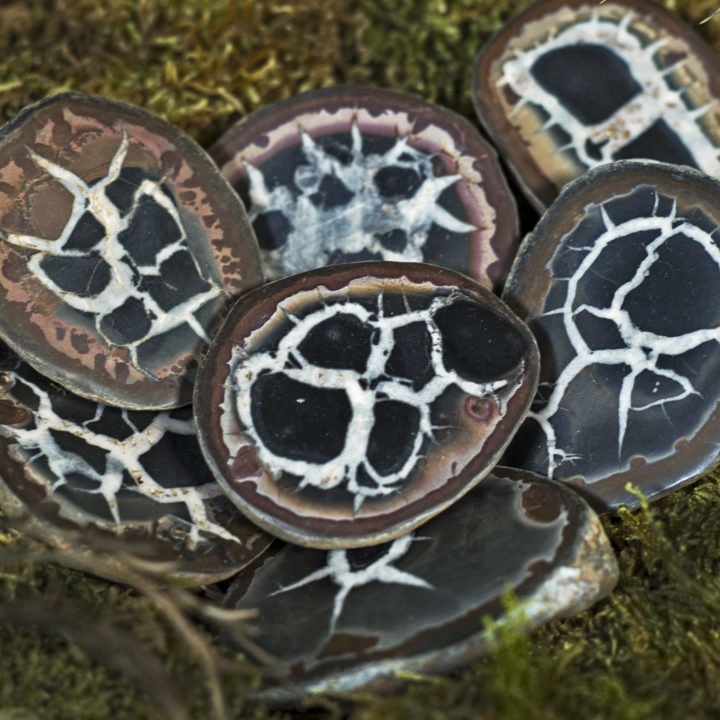 Septarian Nodule Fossils