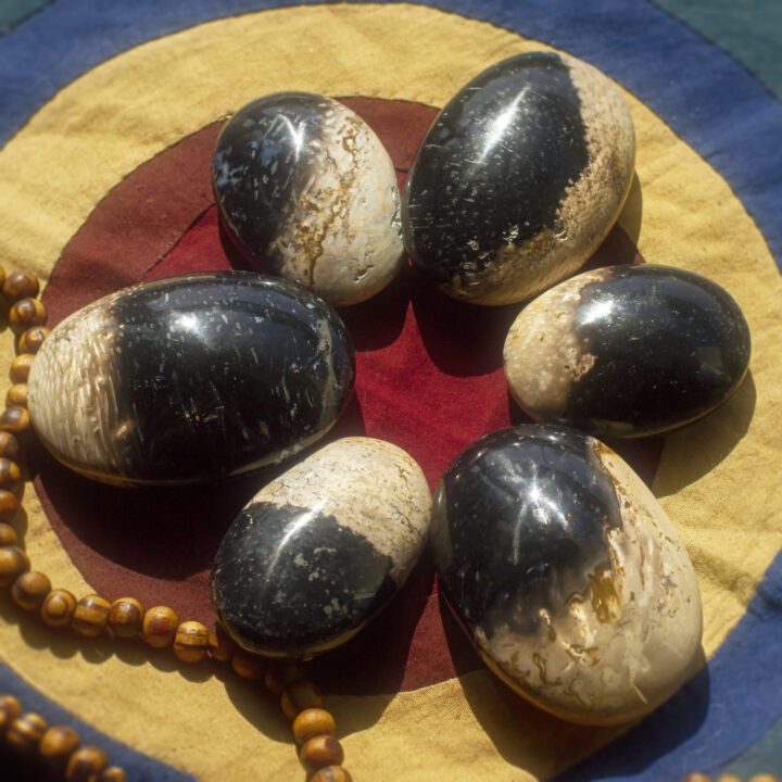 Protective Petrified Palm Wood Palm Stone