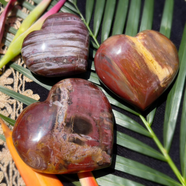 Petrified Wood Ancient Wisdom Heart