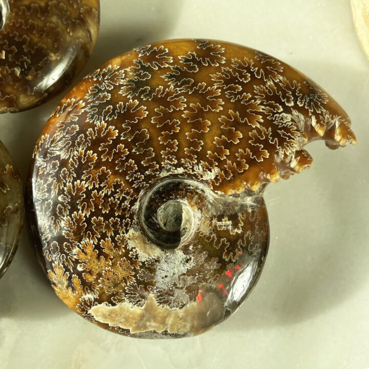 Polished Ammonite