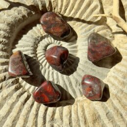 Tumbled Mary Ellen Stromatolite Fossil