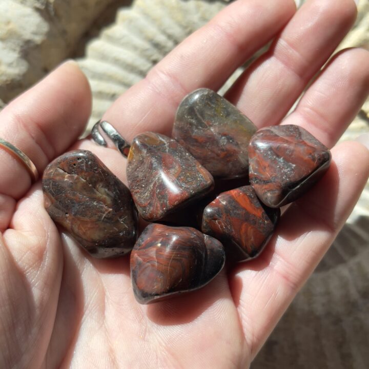 Tumbled Mary Ellen Stromatolite Fossil