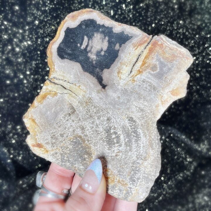 Petrified Wood Charging Plate